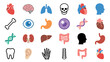 © Sophia - Large collection of colorful human organ and body part icons for medical and biology concepts, featuring the heart, brain, lungs, skull, DNA, and stomach in a flat vector style