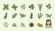 © Celana - Collection of fresh herbs, spices, and vegetables with a cartoon woman illustration