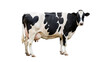 © Jn - Holstein Friesian cow isolated PNG, black and white dairy cattle on transparent background, farm animal for agricultural and livestock concepts