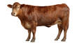 © mr Wajed - Brown cow standing isolated on transparent background with wet fur