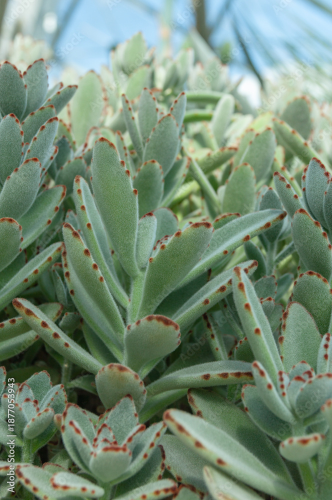 detailed-view-of-kalanchoe-tomentosa-showing-fuzzy-elongated-leaves