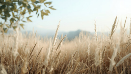 Naklejka na meble Golden grass field sunrise calm breeze nostalgic nature scene