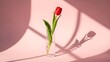 © Basmah - Minimalist Valentine composition single red tulip in clear glass vase against blush pink wall, soft shadows, clean aesthetic