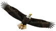 © Natalia - Isolated Bald Eagle in Flight Spreading Wings, Bird of Prey Flying, Majestic Predator, Nature
