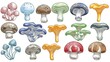 © Yuliia - Colorful mushroom collection featuring various fungi species with different caps and stems isolated on white background for botanical illustration and design.