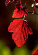 © Connect Images - Close-up of vibrant red autumn leaves against a dark blurred background Calgary, Canada