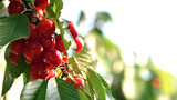 The fresh dark red cherries hanging on the tree at orchard, Selective focus of ripe prunus avium, Sweet cherry is ready to harvest or picking late spring or early summer, Health benefits of berries.