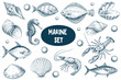 © dasha122007 - Comprehensive marine set of hand drawn sea creatures and shells in blue ink on a white background