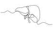 © UzzalChandra - Human liver anatomy outline continuous one line drawing minimalist medical organ vector illustration. Liver anatomy human organ concept isolate. Editable stroke