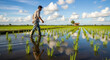 © Nabil - A farmer walks through a lush green rice paddy field under a bright blue sky with white clouds, reflecting the serene rural landscape.