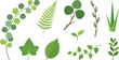 © Madhuka Disanayaka - Fresh spring greenery foliage elements flat vector pack with eucalyptus branch fern frond round leaves willow pussy-willow buds grass blade ivy leaf elm leaf sprout trailing vine and boxwood sprig