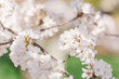 © Cavan - Macro of white fluffy cherry blossoms on tree branch.
