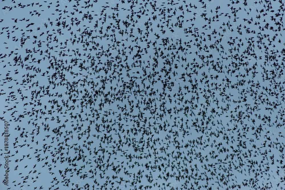 Starling Murmuration Over the Vale of Glamorgan Countryside at Dusk
