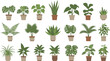 © MstGulzan - Professional vector illustration set of assorted indoor houseplants in ceramic pots including monstera, snake plant, fiddle leaf fig, ferns, and spider plants.