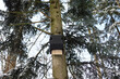 © leomalsam - A bat box hangs in a tree in the forest.