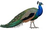 © Rizwan Akbar - Detailed portrait of a male peacock bird featuring a fan-shaped crest and emerald green feathers on white background.