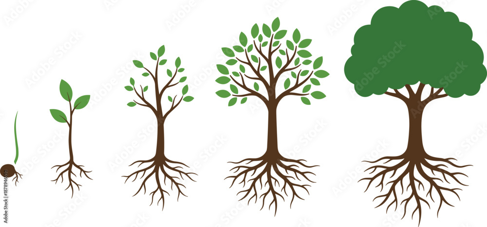 Root Cycle Illustration of tree life cycle showing seed germination seedling ...