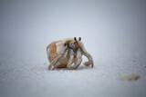 Hermit Crab, anomuran decapod crustaceans of the superfamily Paguroidea on White Sand