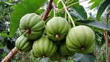 Garcinia cambogia fruits hanging on tree branch, ripening, close-up, in a natural jungle environment. Tropical botanical, nature photography