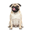 © Creative Vector - Playful pug sitting isolated on transparent background