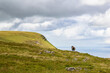 © A.N.Foto - sheep at a peak of a mountain close to a cliff with the wild Atlantic sea in the background in sligo, ireland