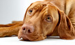 © Shahazadi - Mournful Vizsla Dog Resting Chin on Floor with Soft Studio Lighting