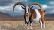© Nataliia_Trushchenko - A goat with horns stands in a field of tall grass. The goat is brown and white, and its horns are large and curved. The scene is peaceful and serene, with the goat looking out over the grassy plain