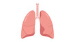 © Hilf - Detailed illustration of human lungs and trachea from a front view showing anatomical structure