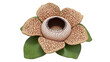 © seva - Rafflesia flower, largest flower in the world