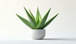 © Agung - Aloe Vera Plant in White Pot.