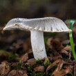 © Levente - Mushroom macro in forest