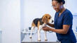 © Николай Срибяник - A kind Black female veterinarian examining a calm Beagle dog with a stethoscope on a steel table in a modern clinic.
