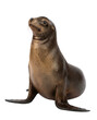 © ArsiStudio - California sea lion sitting pose, brown marine mammal cutout, Isolated on transparent background, png