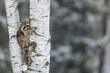 © michal - snowy Raccoon Procyon lotor peeks from birch trunk during gentle winter snowfall