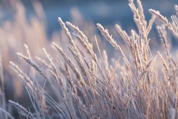 Naklejka na meble Frosty grasses in the golden morning light