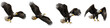 © QUO YEAT - Bald Eagle Set Transparent PNG Isolated On White Background Majestic American National Bird Flying Wings Spread Perched Hunting Predator Nature Elements