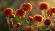 © bephoto - 橙色の小菊が朝日に輝く花畑の詳細クローズアップ