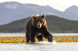 © Patrick - A wild coastal brown bear patrolling the shores for fish in Katmai National Park in Alaska.