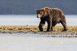 © Patrick - A wild coastal brown bear patrolling the shores for fish in Katmai National Park in Alaska.