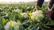 © fazlul - Farmer harvesting cauliflower in a lush green field on a sunny day