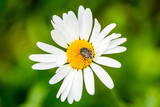 Mourning rose chafer on a oxeye daisy. Close-up of the insect in its natural habitat. Oxythyrea funesta.
