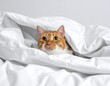 © Tour - A curious orange cat peeking out from under a white duvet