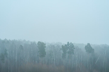 Naklejka na meble A general view of a coniferous forest during severe winter weather. Wind-driven snowfall against the backdrop of trees.
