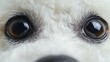 © Ilja - Close-Up Portrait of a Bichon Frise with Fluffy White Fur and Soulful Eyes on a Gray Background
