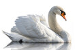 © Beautiful_Creation - Graceful swan floating on water isolated on transparent background