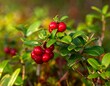 © Dua - Close-up of glossy, bright red berries with green leaves on a thin branch, set against a blurred, out-of-focus natural backdrop
