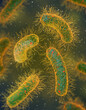 © sokolova_sv - Medical education, pathogenic bacteria salmonella, enterobacteria, rod-shaped, disease affecting the intestinal tract, 3d rendering