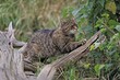 © Jürgen & Christine Sohns/imageBROKER - European wildcat (Felis silvestris), adult, on tree trunk, sharpening claws, alert, Surrey, England, Great Britain