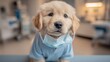 © The Little Hut - Golden Retriever Puppy Wearing a Surgical Mask and Uniform, Representing Healthcare and Safety