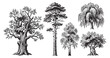 © trianatio - Various Forest Trees Vintage Style Hand Drawn Sketch